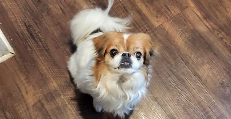 Here's a day in the life of me, Miloche, then 12-years-old Japanese Chin. I am the head of my household and keep everything together.