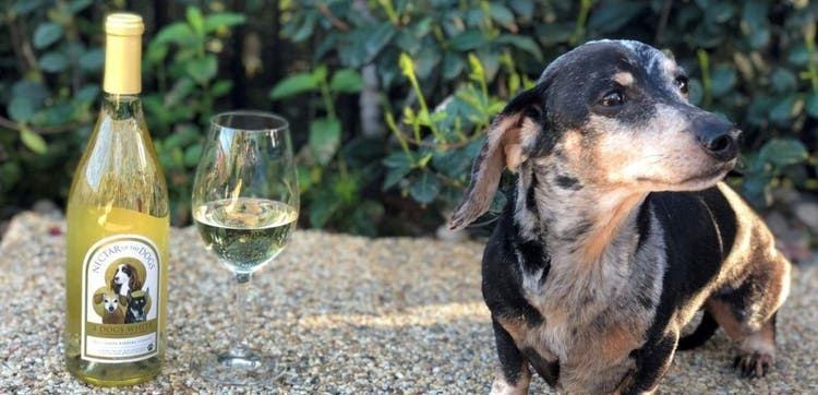 A dog with a bottle of Nectar of the Dogs Wine.