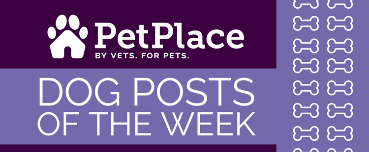 PetPlace's Dog Posts of the Week