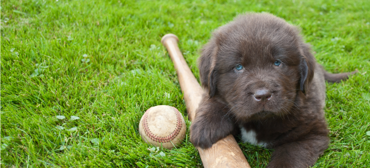 A Newfoundland puppy celebrates our national pastime with a baseball bat and ball.