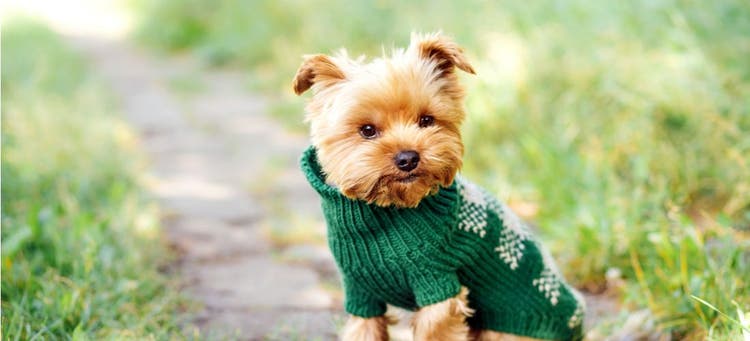 A fashionable dog in a pullover sweater.