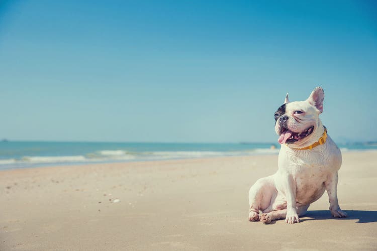 Pet friendly vacation ideas