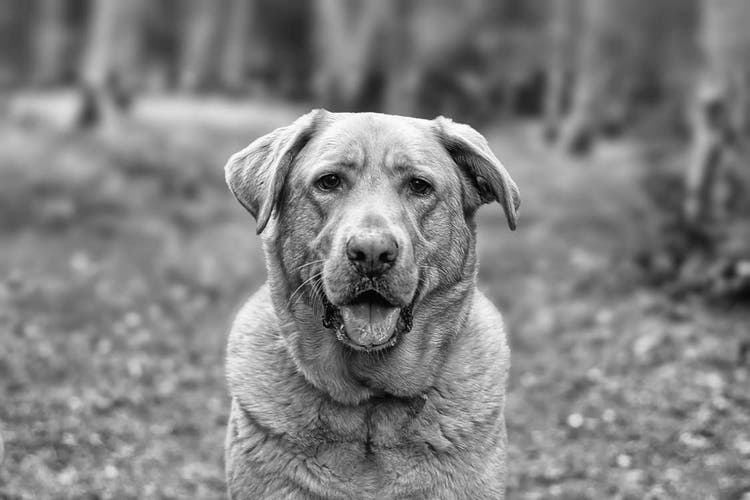 black and white yellow lab