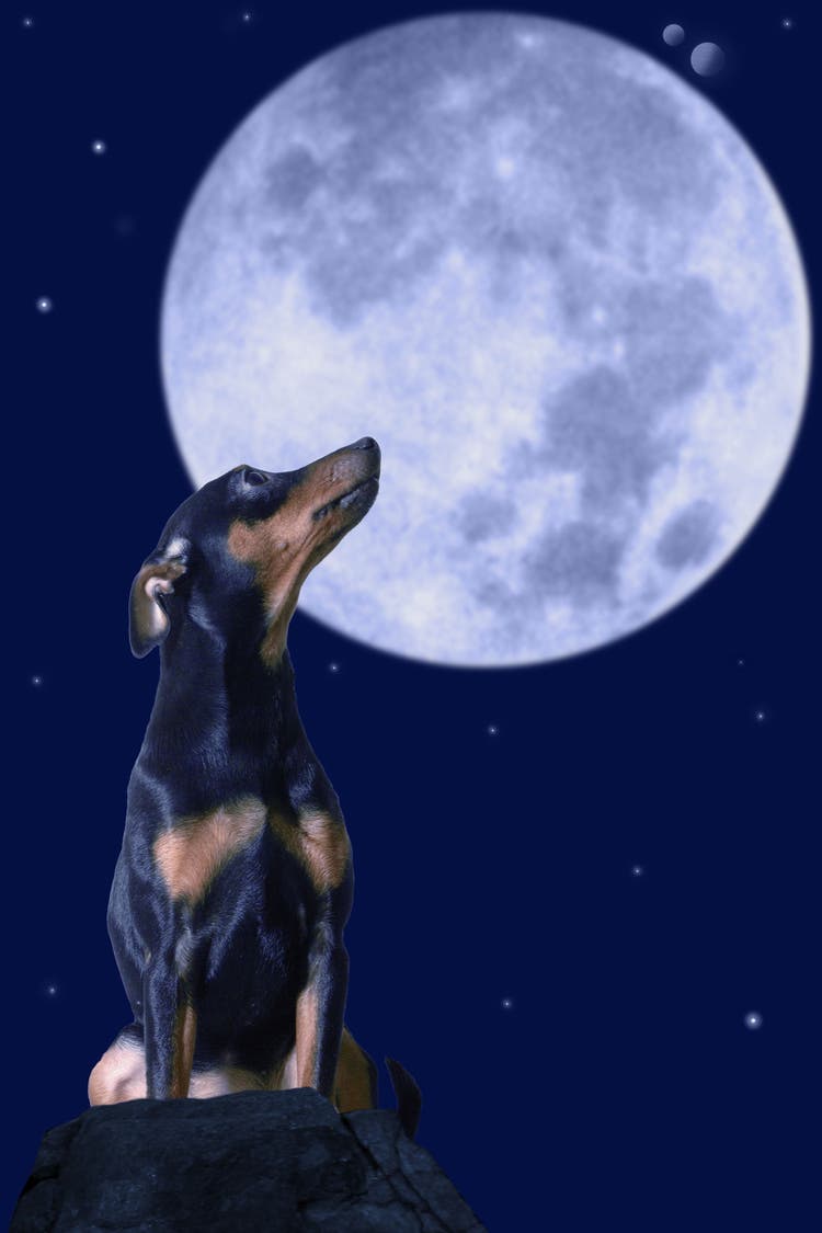 how does the moon affect your pet