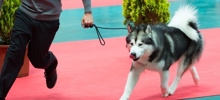 What Are Registered Dog Names So Weird?