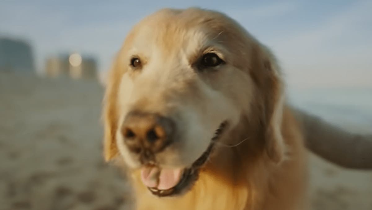 Weathertech sales pet care