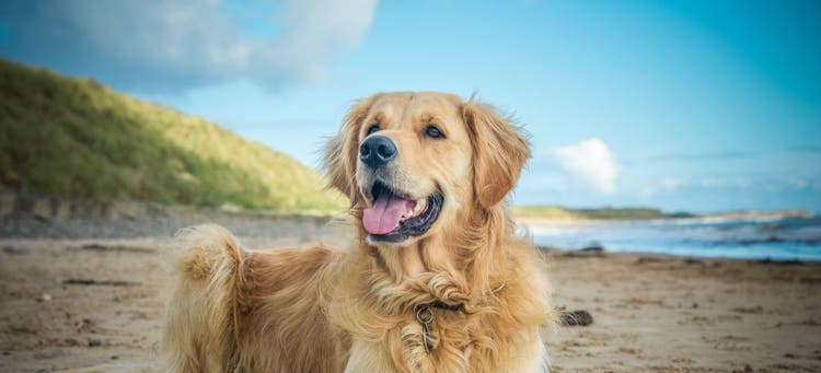 Celebrate National Golden Retriever Day