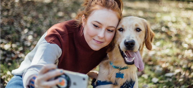 A Golden Retriever sticks his tongue out for a picture with his pet parent.