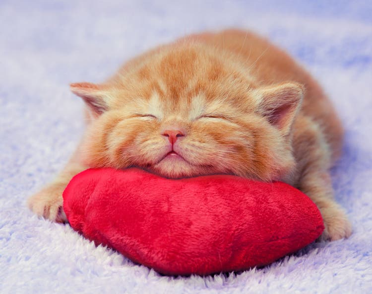 Love Your Pets: 5 Tips for a Pet-Friendly Valentine's Day