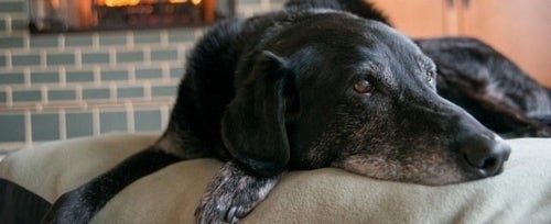 Canidae avian clearance