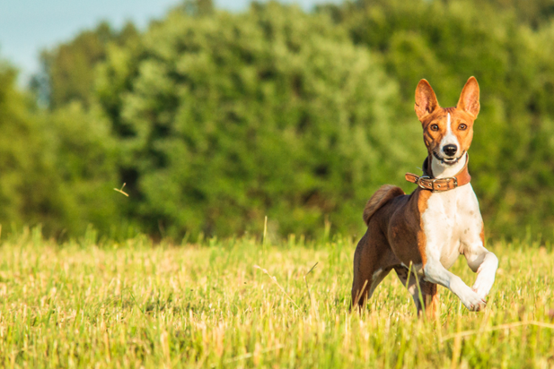A dog running in a field Description automatically generated