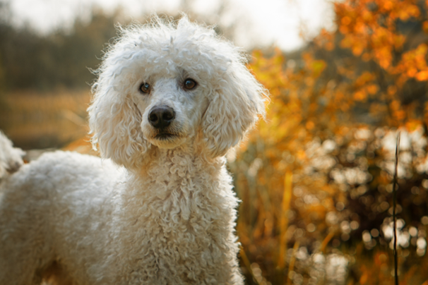A white dog with fluffy hair Description automatically generated