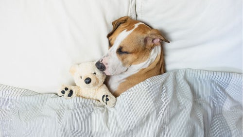 Dog snoring on sale