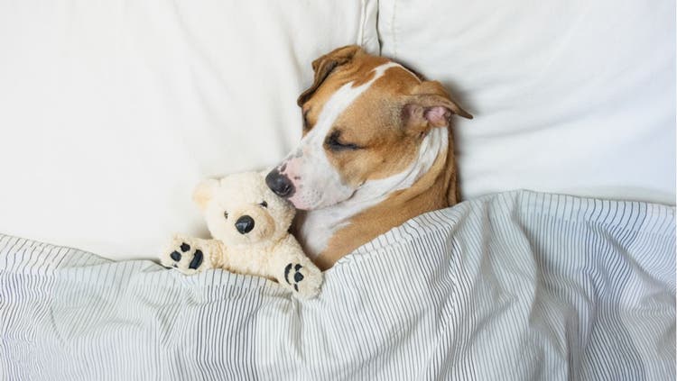 Dog Snoring