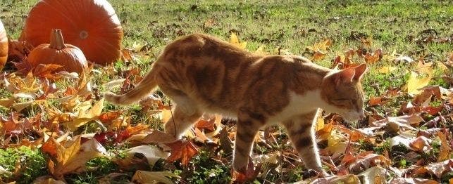 Pumpkin can be a healthy treat for pets.