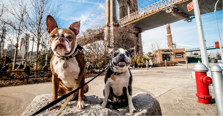 Two dogs in front of the Brooklyn Bridge.