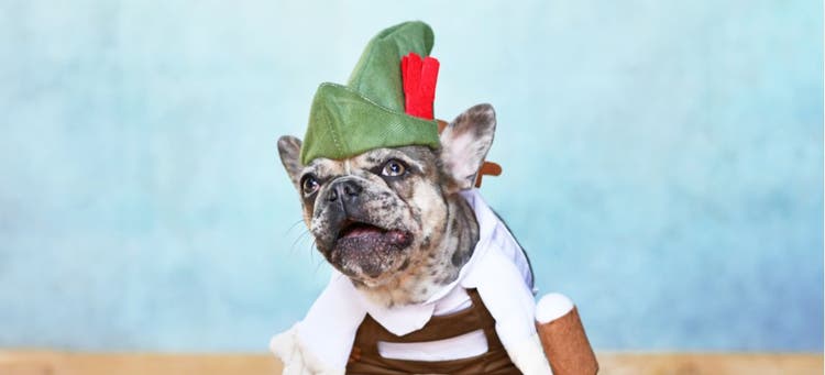 French Bulldog dressed for Oktoberfest.