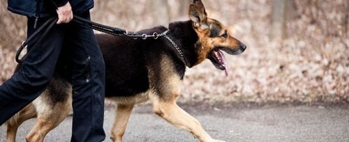 Man shop dog breeds