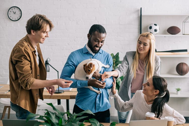 dog friendly workplace