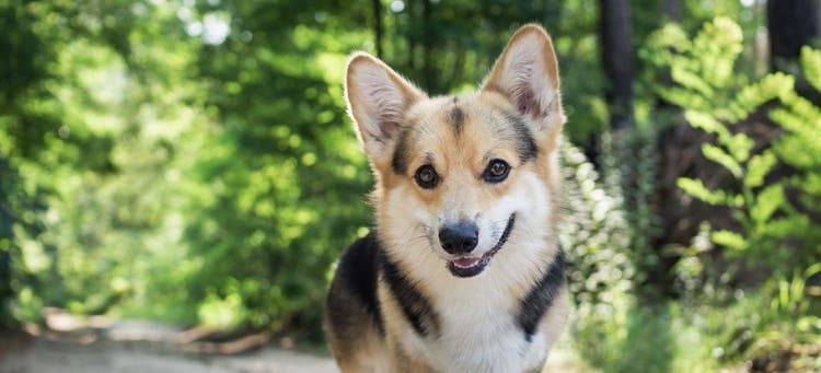 Celebrate International Corgi Day.
