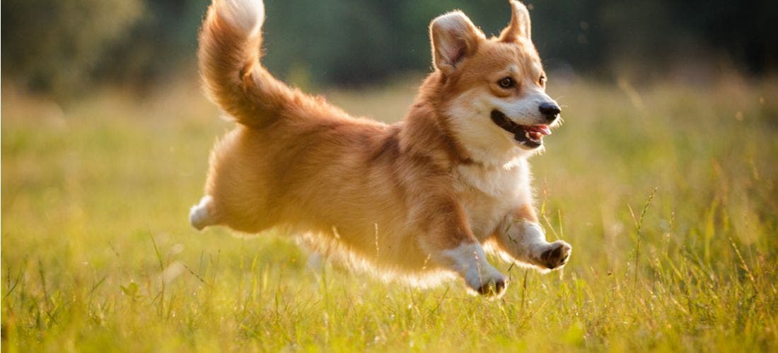 Adorable corgi hot sale