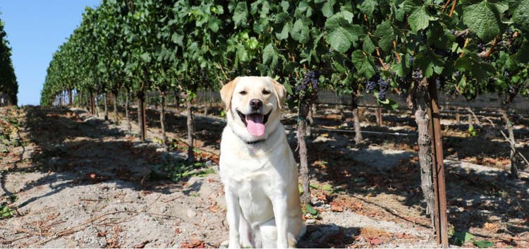 A dog enjoys the outdoors in a Sonoma-based vineyard.