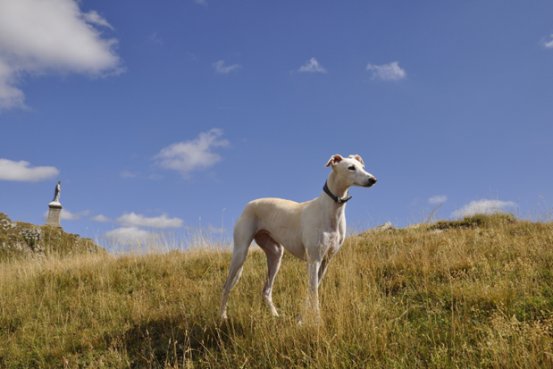 A dog standing on a hill Description automatically generated