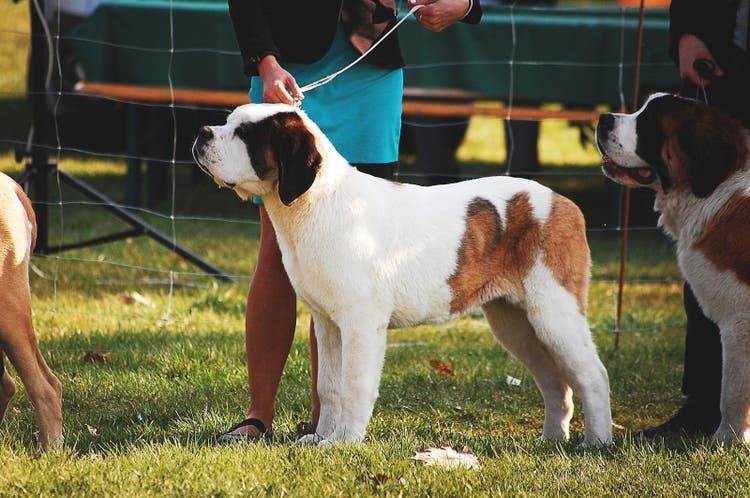 dog show