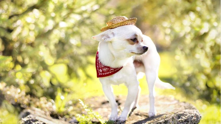 A small white dog with a straw hat and red bandana.