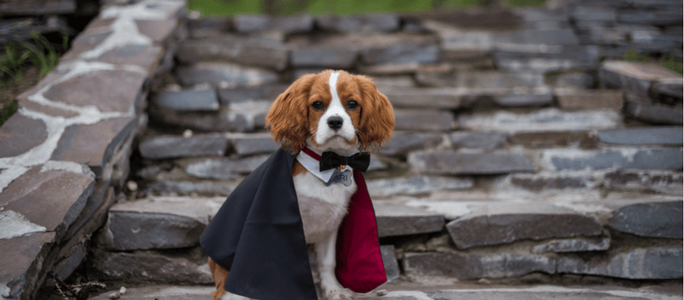 A dog dressed as Dracula for Halloween.