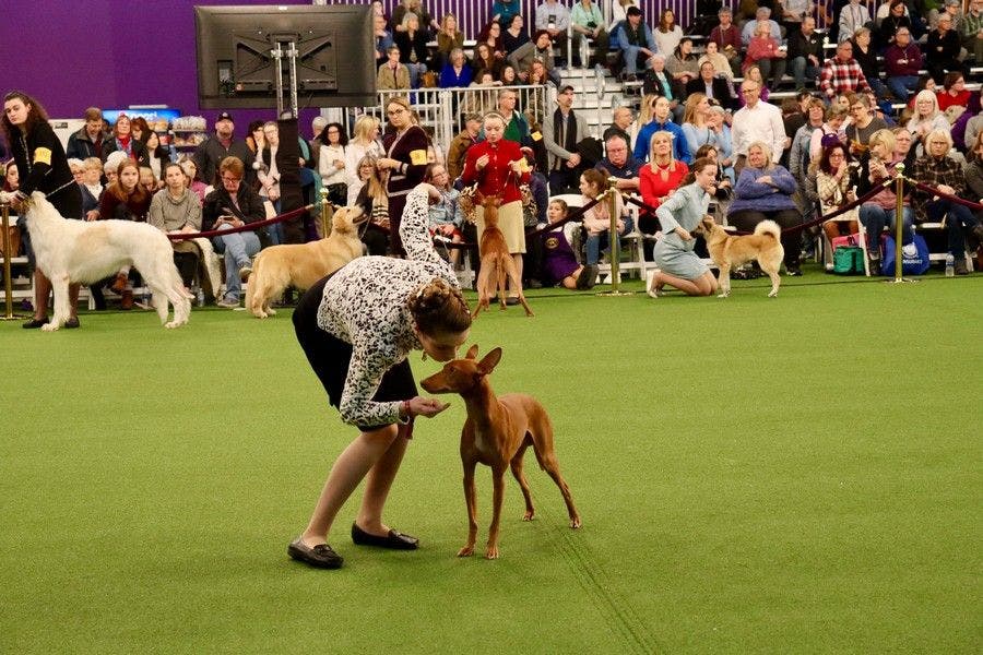Westminster Dog Show Junior Showmanship 2025