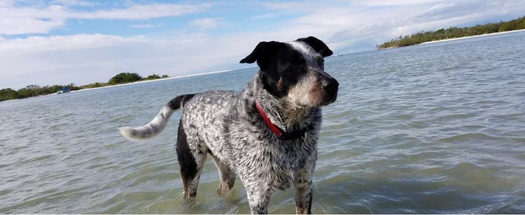 A dog takes a dip in Bonita Springs, Florida.