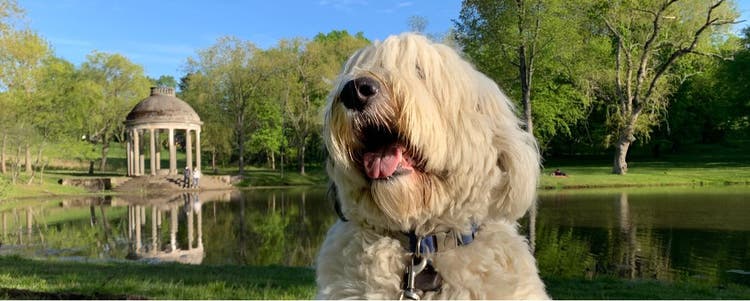 Check out our pet-friendly travel guide for New England.