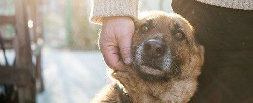 Dogs are hot sale great companions