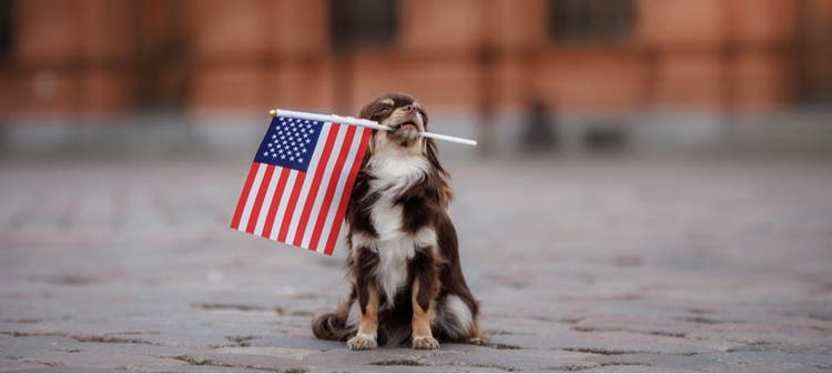 A patriotic dog holds the American Flag in its mouth.