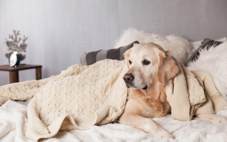 modern dog names