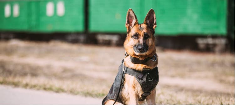 A service dog rests by the train tracks.