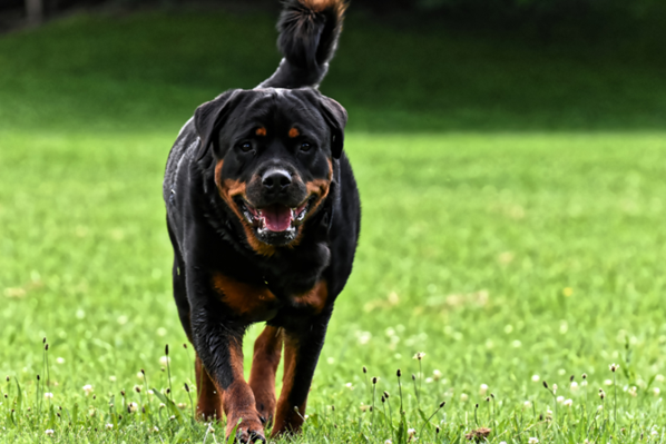 A dog running in a grassy area Description automatically generated