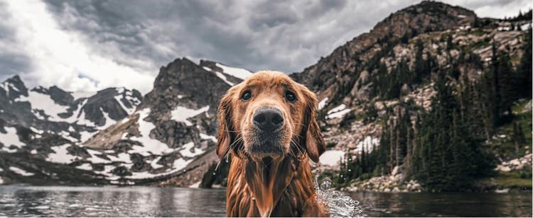 A Golden Retriever swims in Lake Isabelle, Colorado.