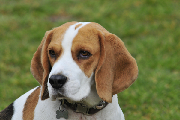 A dog with a collar Description automatically generated