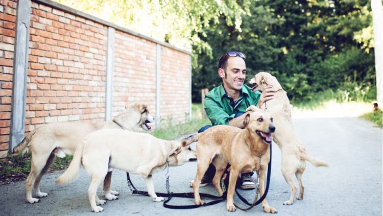 Pet Sitter with dog clients