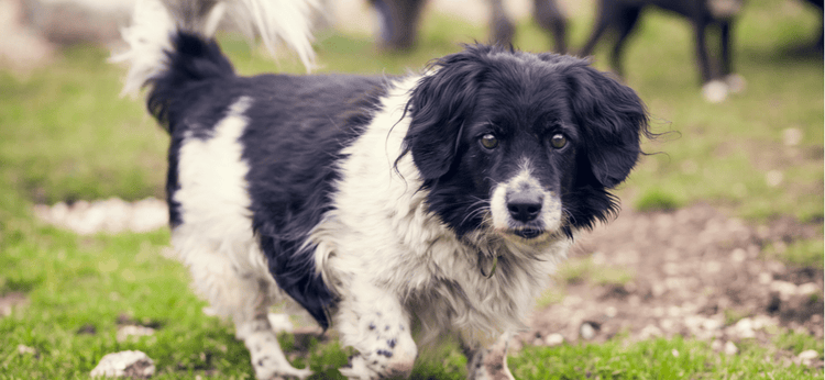 A black and white senior dog at an animal shelter.