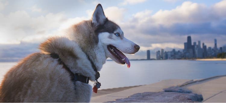 A dog stares at the Chicago skyline.