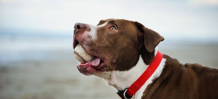 Major League Baseball loves dogs.