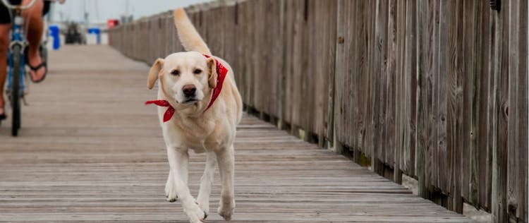 A Labrador Retriever runs on the boardwalk in Charleston, South Carolina.