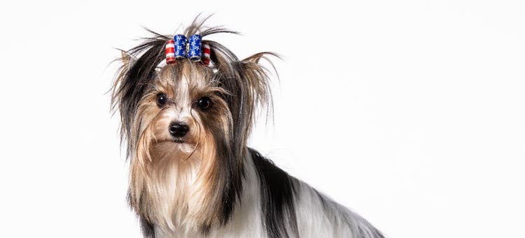 A Biewer Terrier, which is a new breed being introduced at the National Dog Show.