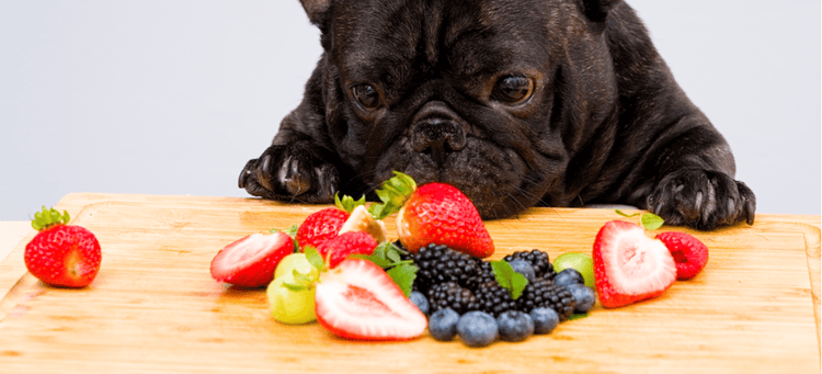 A Bulldog enjoys a barkuterie board.