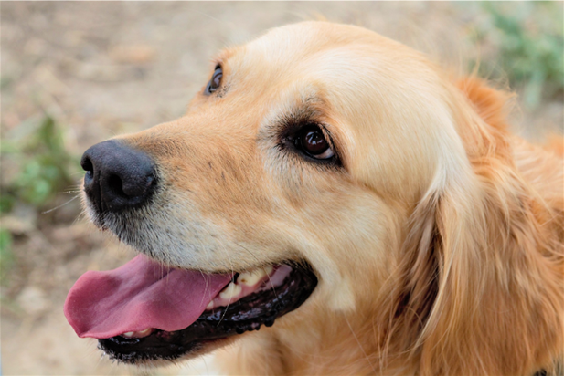 A dog with its tongue out Description automatically generated