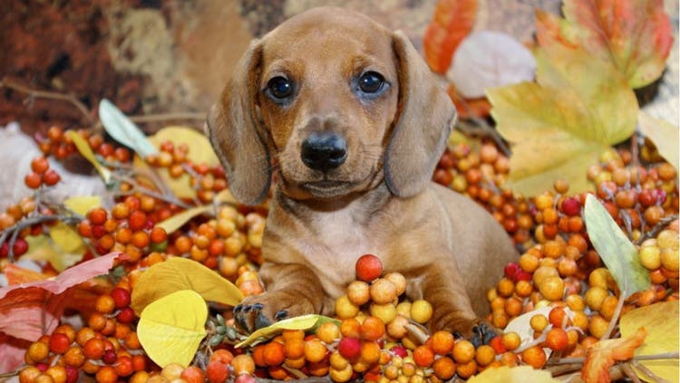 A sits inside of a Thanksgiving centerpiece.