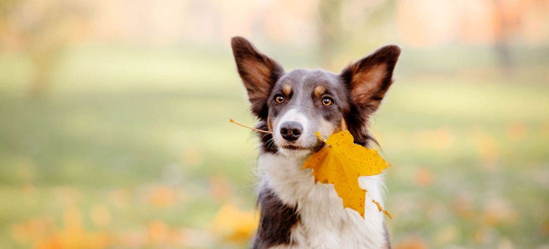 Top 10 Fall Activities for Dogs - PetPlace